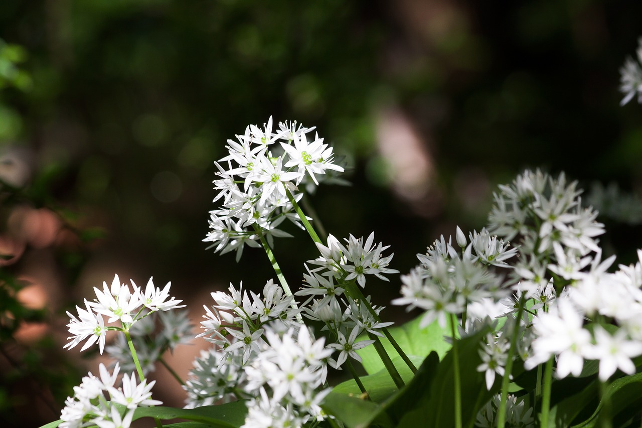 bear's garlic allium ursinum inflorescence free photo