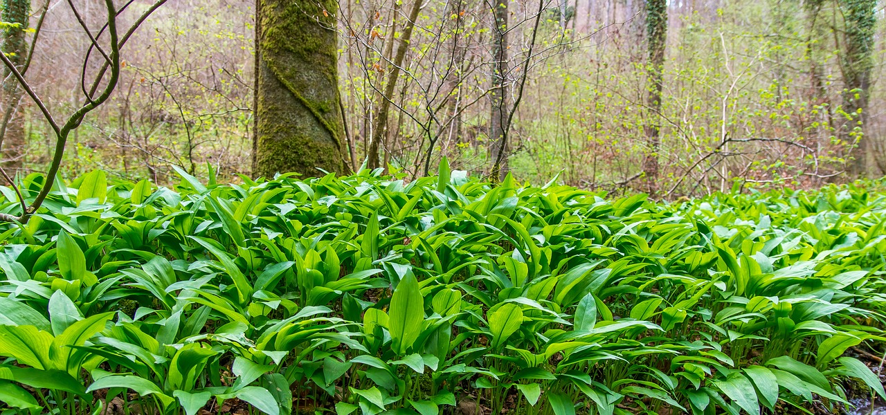 bear's garlic forest nature free photo
