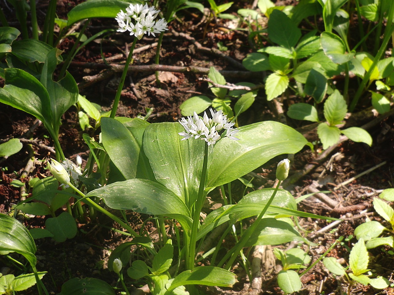 bear's garlic wild herbs forest plant free photo