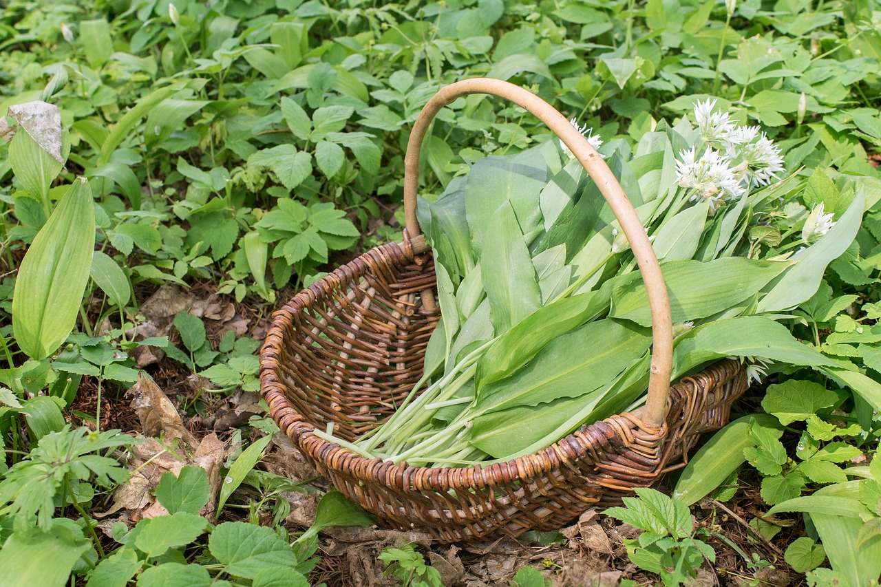 bear's garlic harvest green free photo