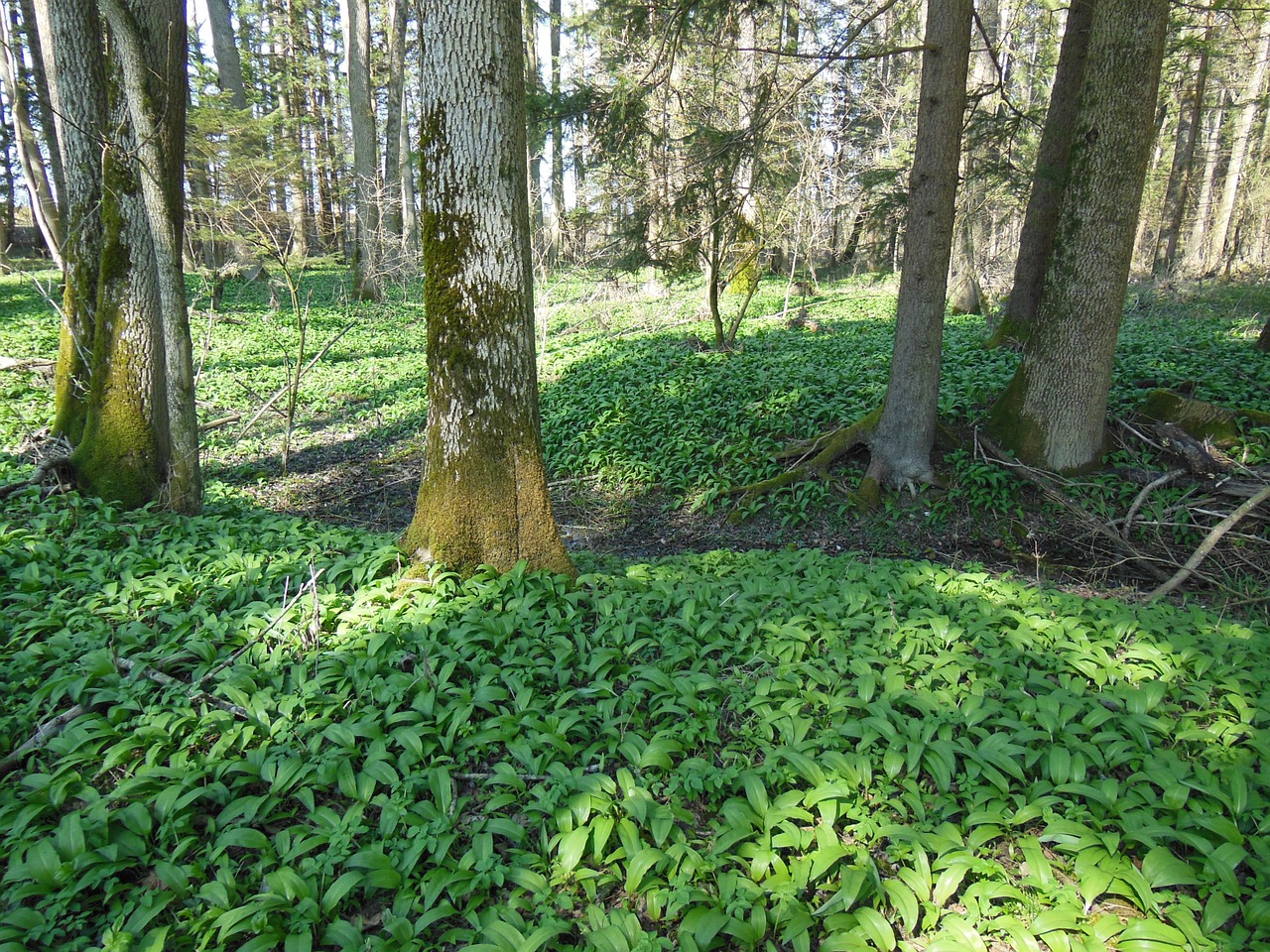 bear's garlic forest wood garlic free photo