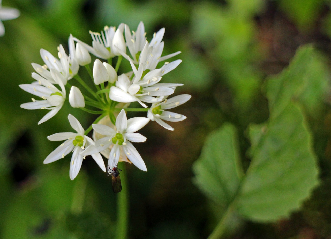 bear's garlic blossom bloom free photo