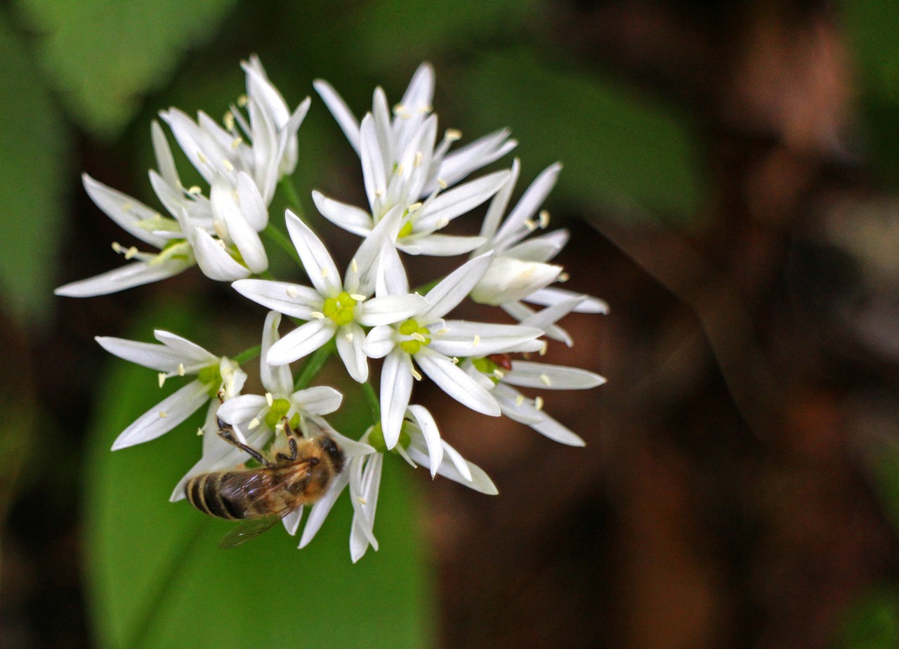 bear's garlic blossom bloom free photo