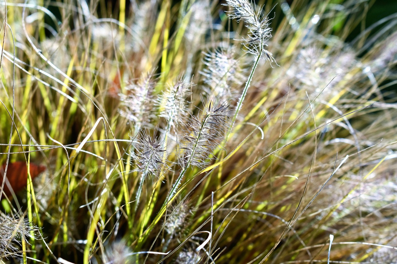 bearskin grass grass plant free photo