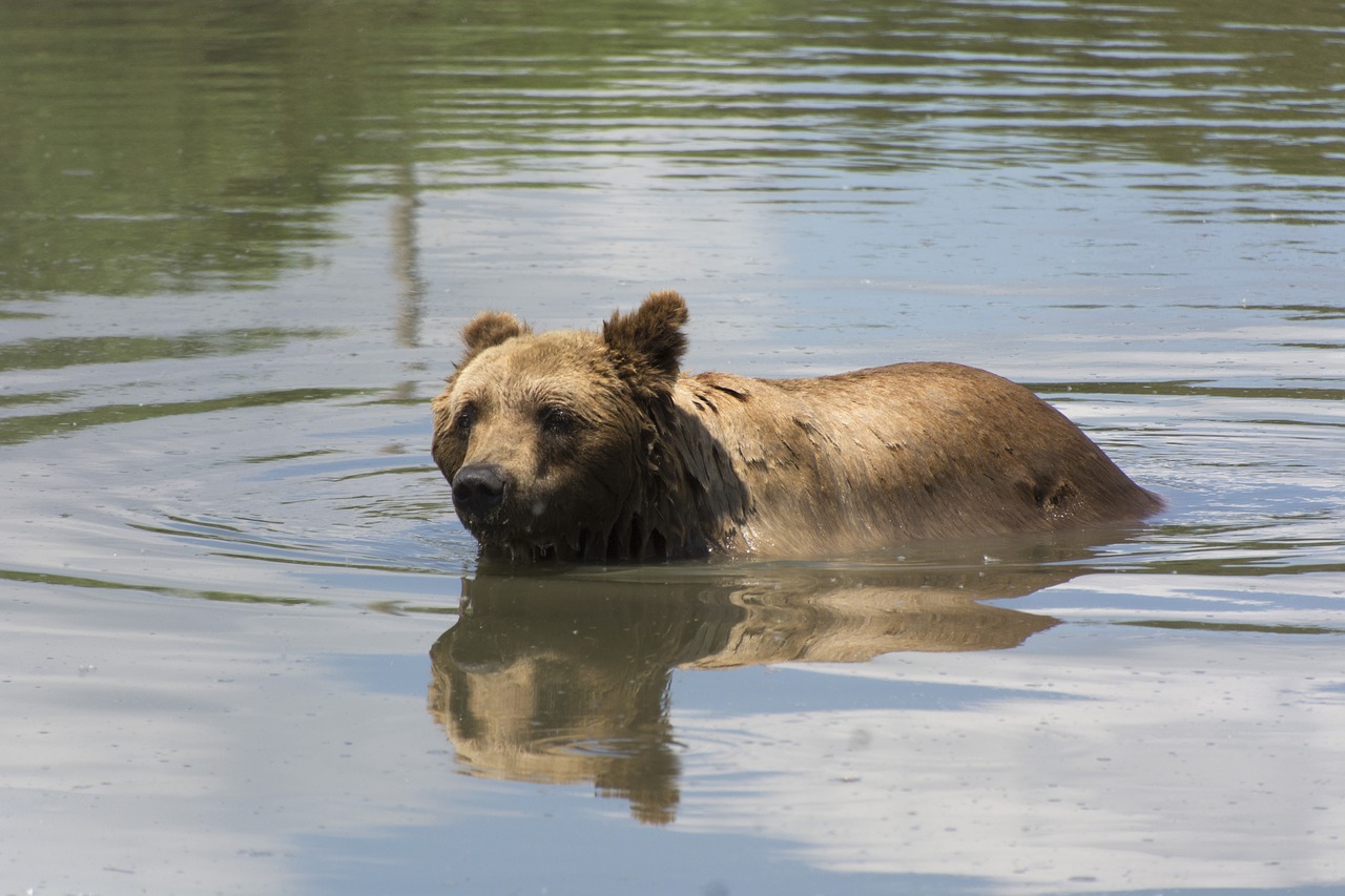 beast bear hairy free photo