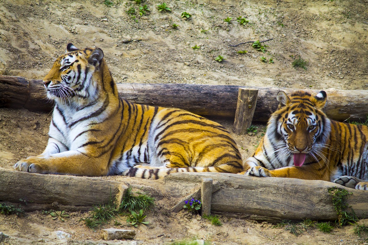 beast tiger zoo free photo