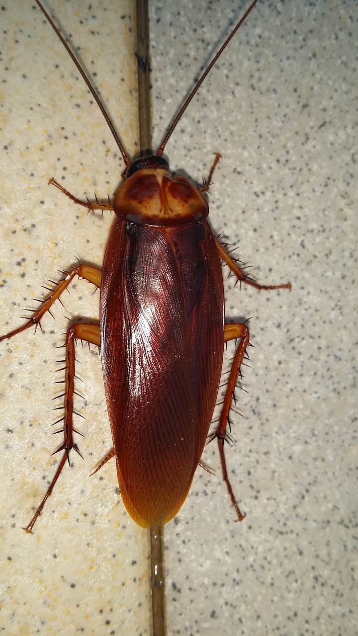 beast beetle cockroach free photo