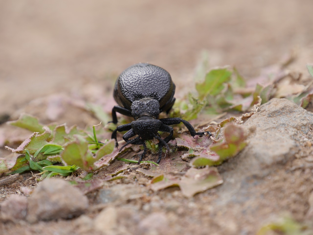 beatle black beatle beetle free photo