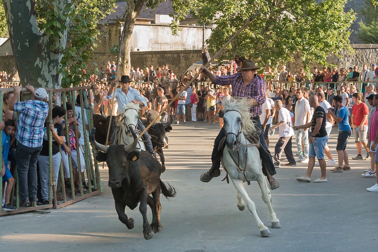 beaucaire bulls 100 bulls free photo