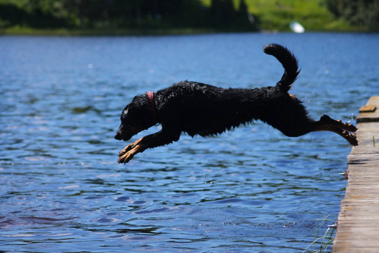 beauceron bathing cute free photo