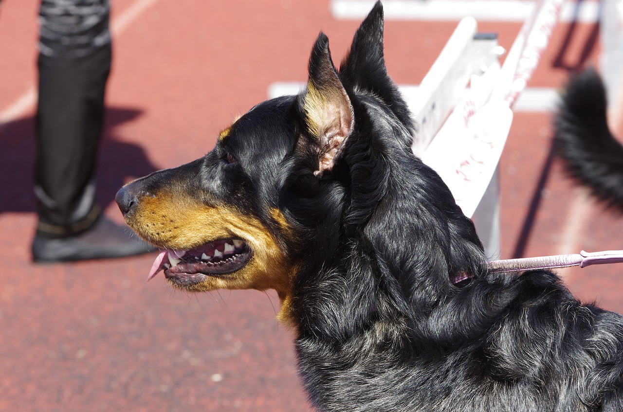 beauceron dog animal free photo