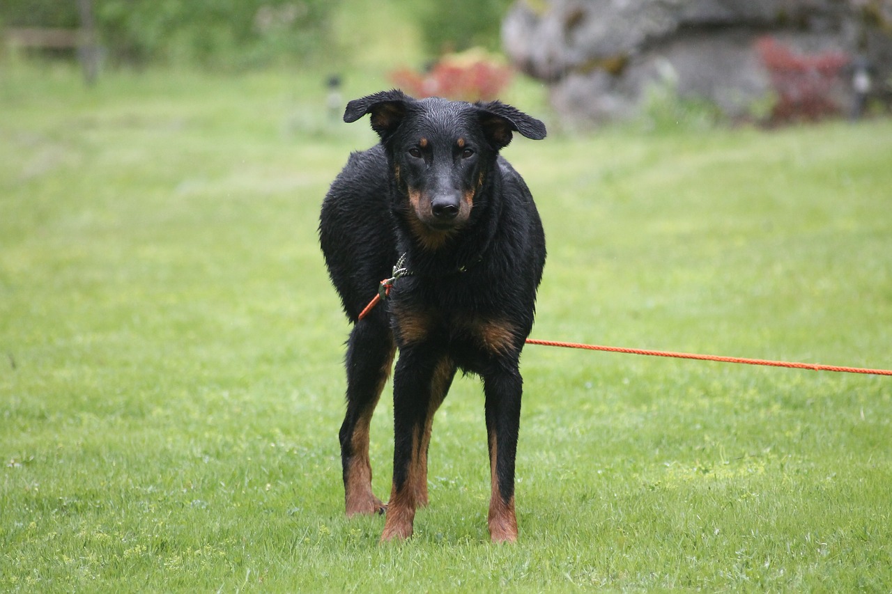 beauceron dog cute free photo