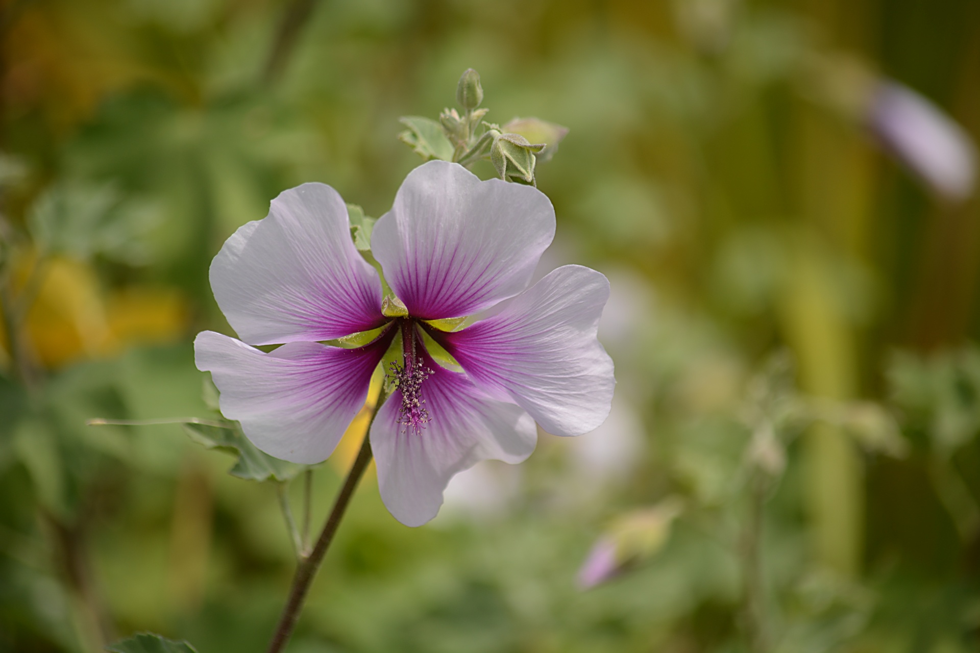 flower nature flora free photo