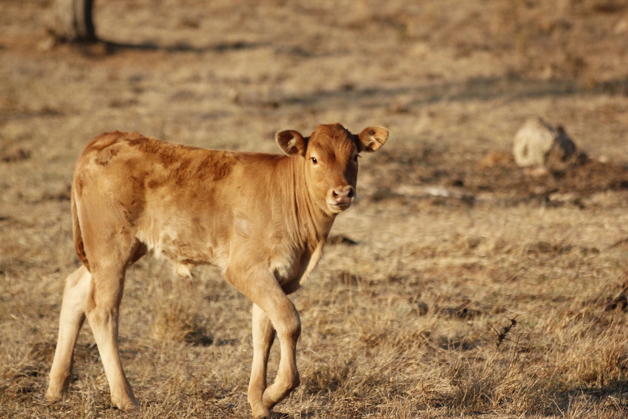 calf young animal free photo