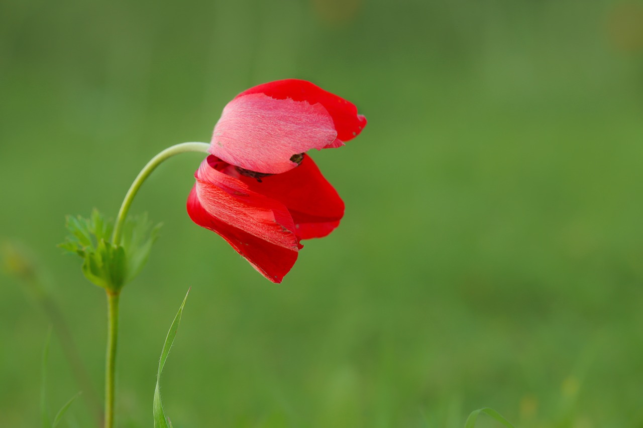 beautiful red flower free photo