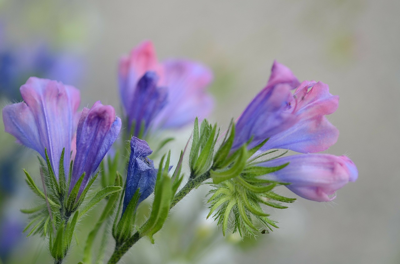 beautiful flower plant free photo