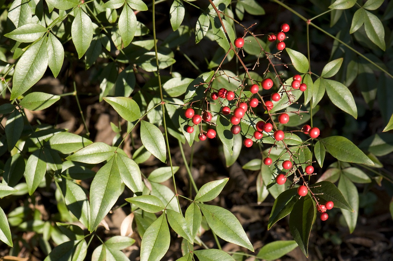 beautiful berries green free photo