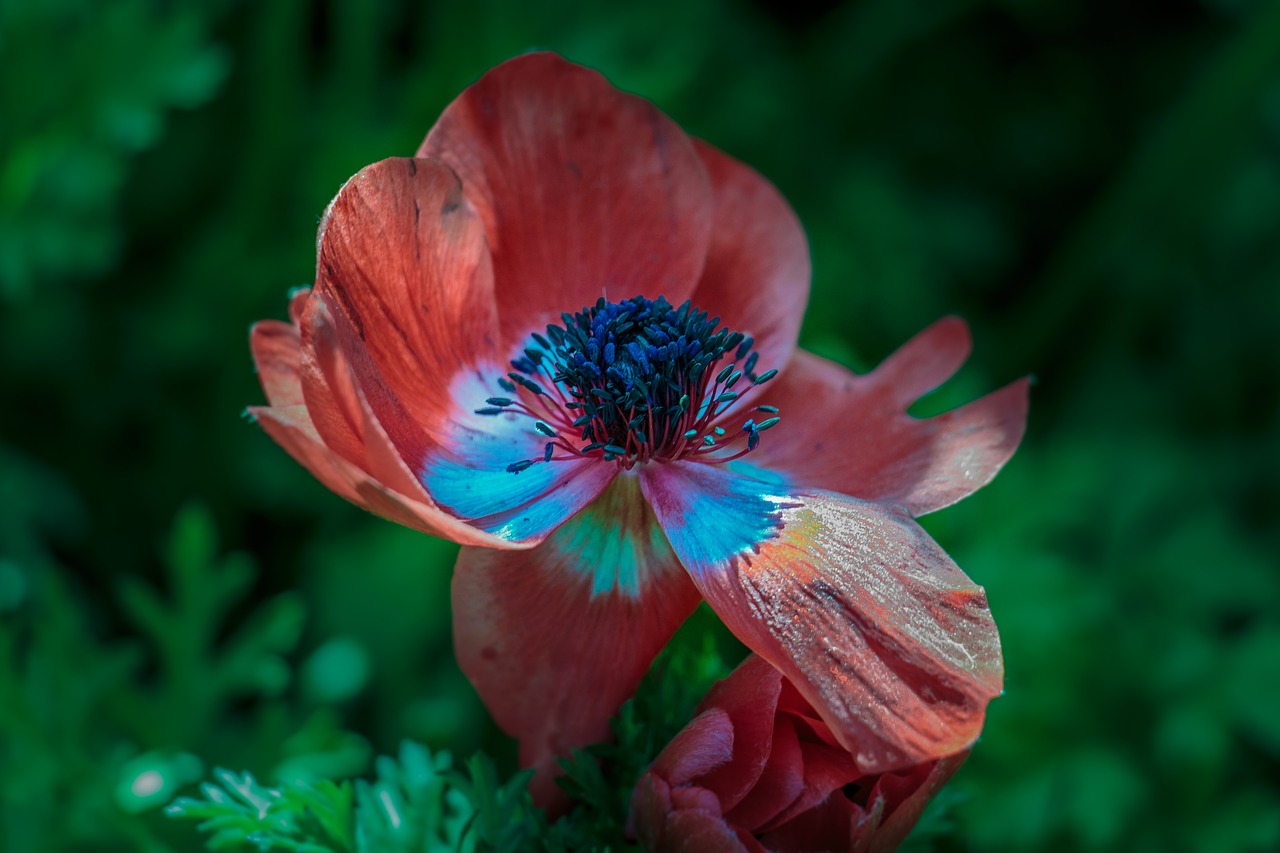 beautiful bloom blooming free photo