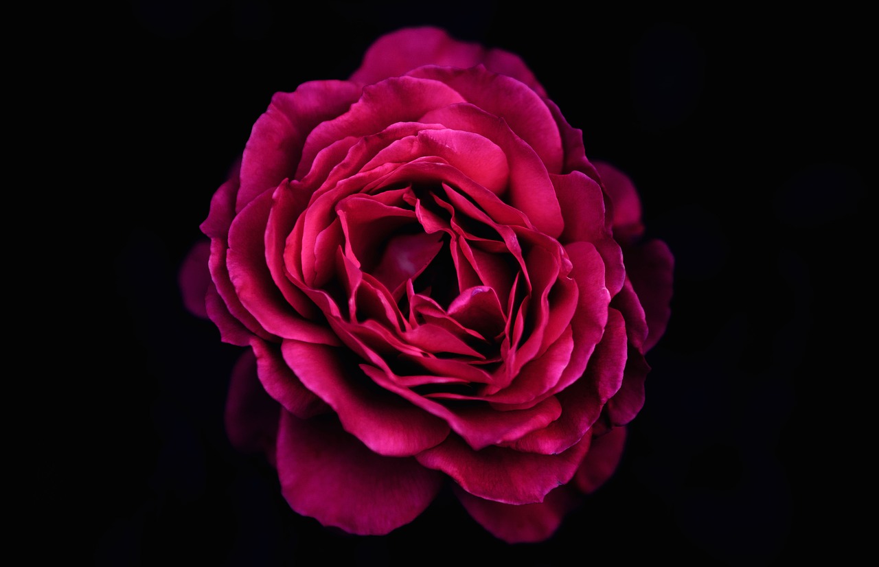 beautiful black background bloom free photo