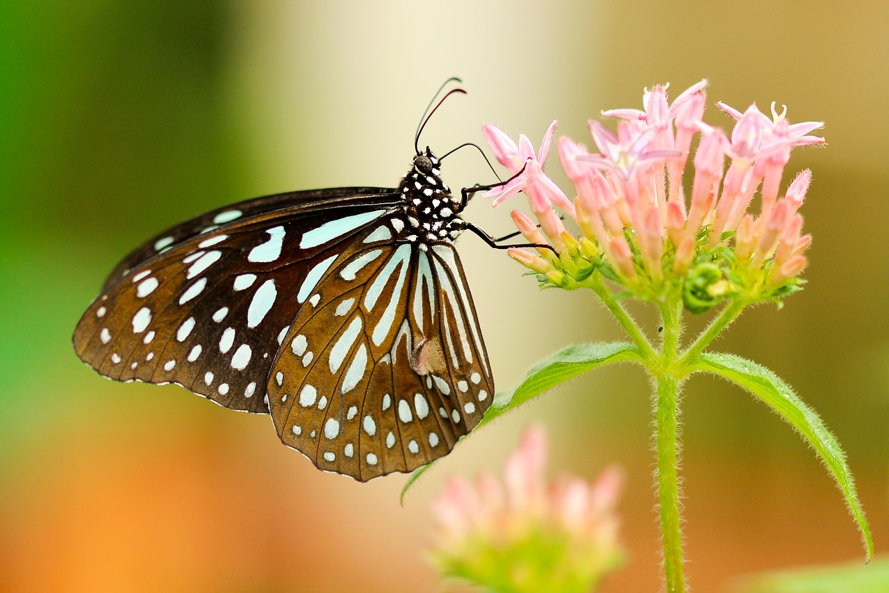 beautiful bloom blossom free photo