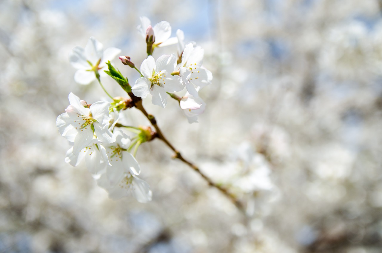 beautiful bloom blooming free photo