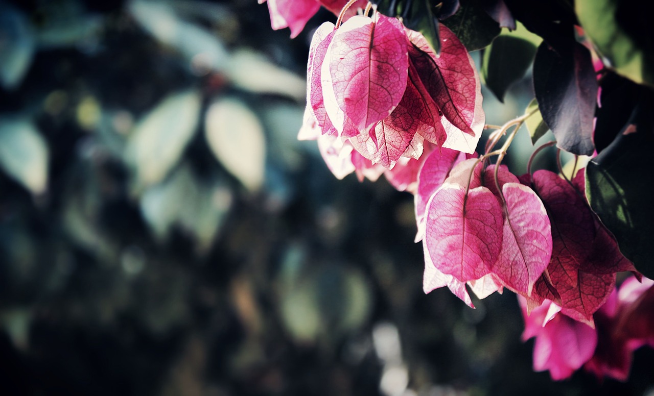 beautiful bougainvilleas branch free photo