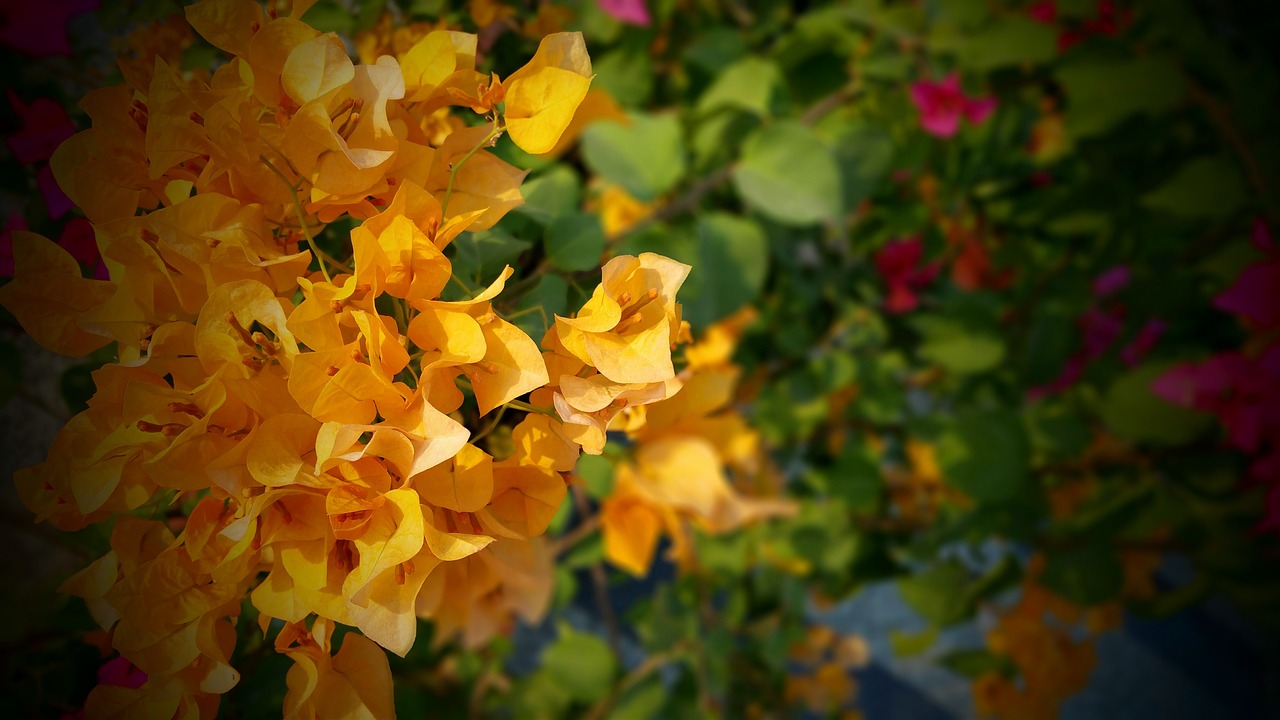 beautiful bougainvilleas bright free photo