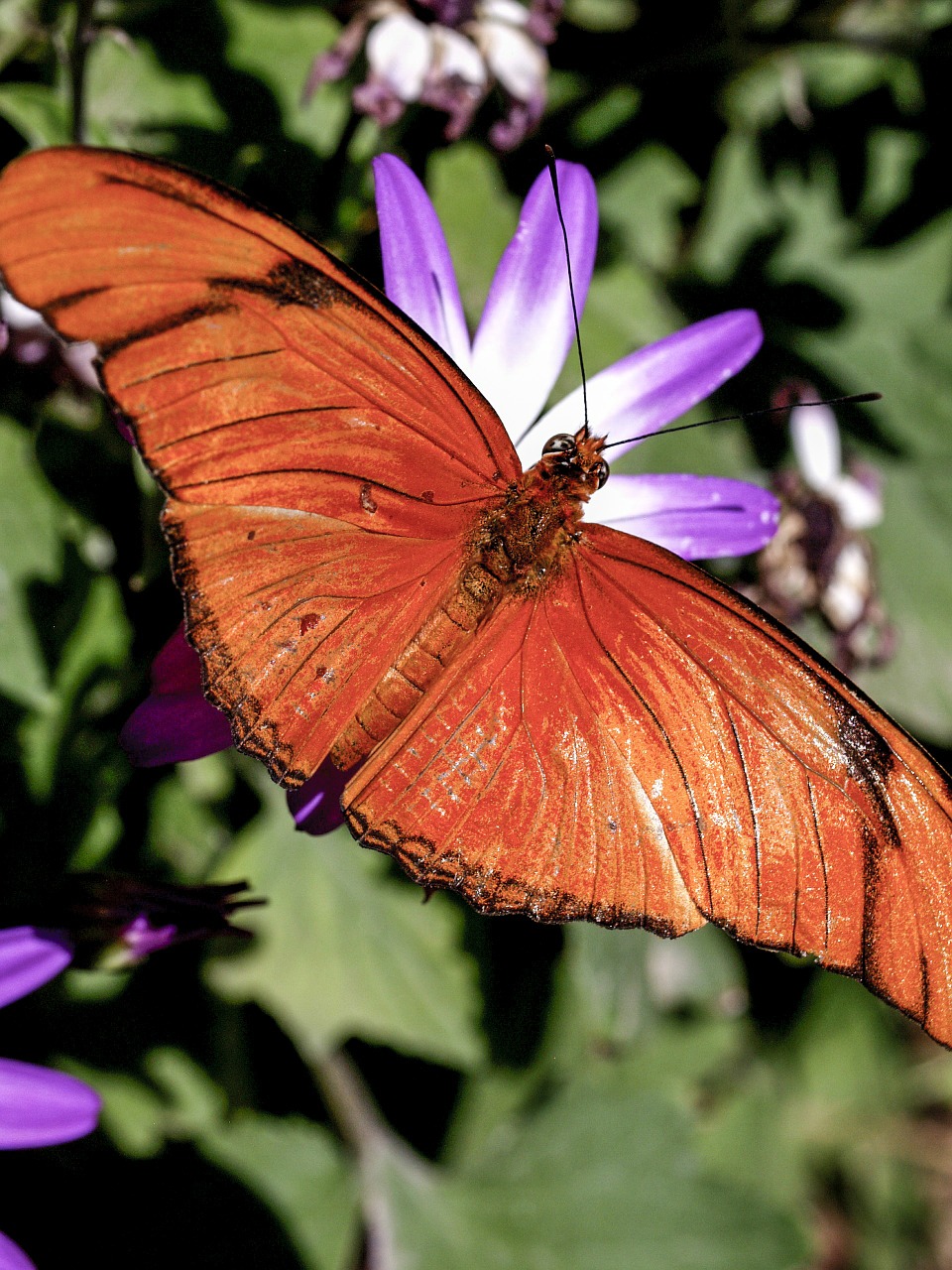 beautiful orange butterfly free photo