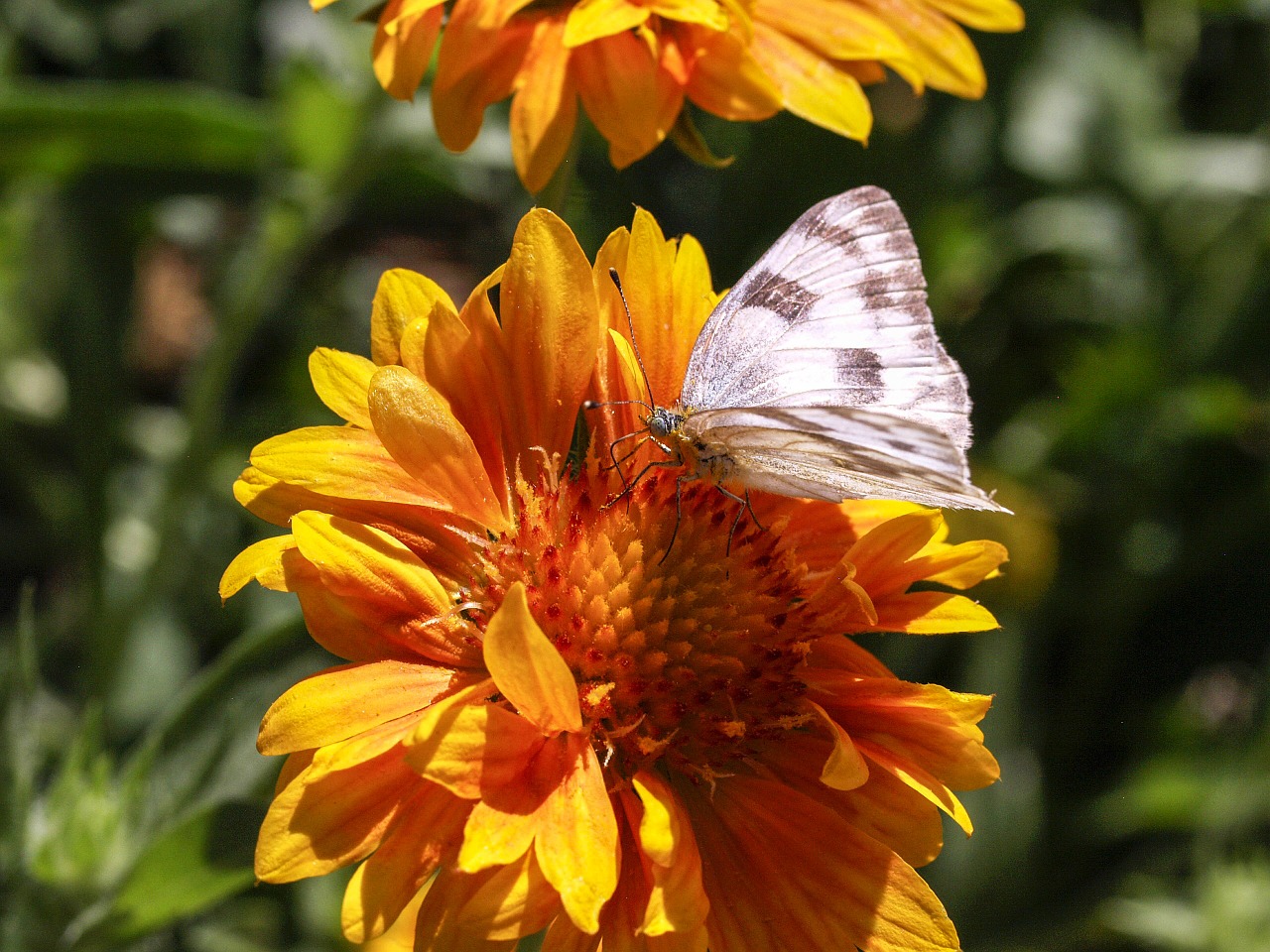 beautiful white butterfly free photo