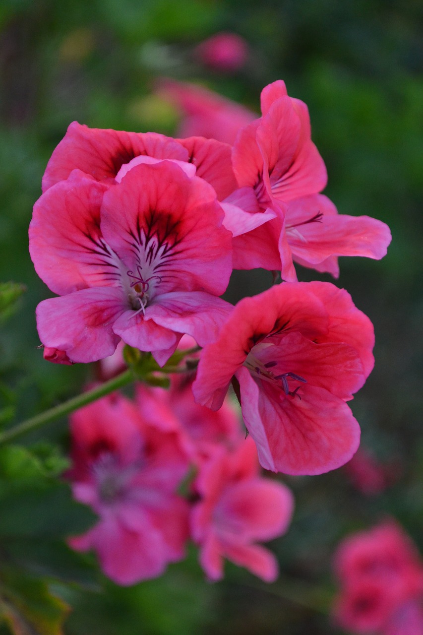 beautiful beautiful flowers bellflower free photo