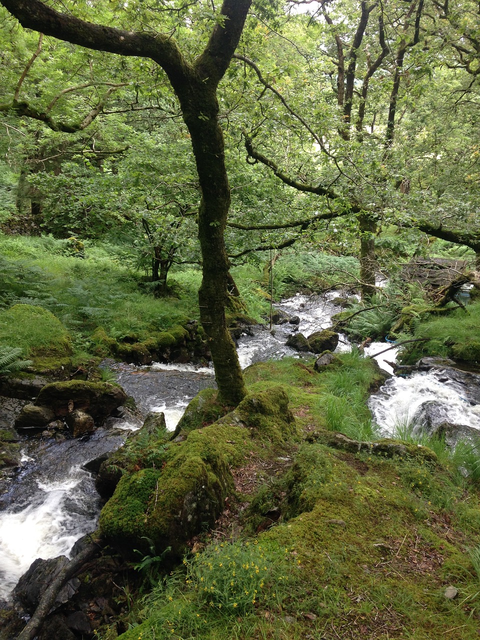 beautiful rural stream free photo