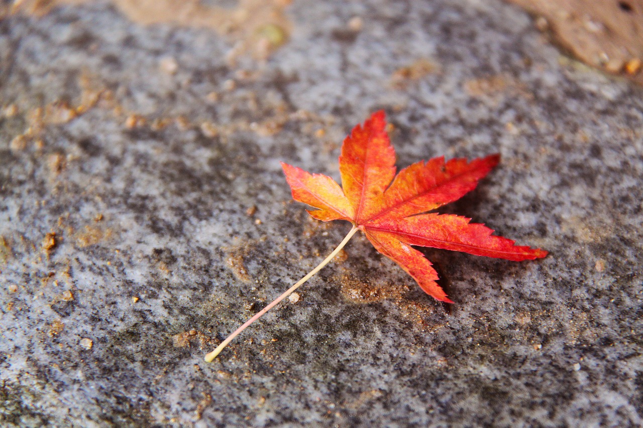 beautiful autumn leaf colorful free photo