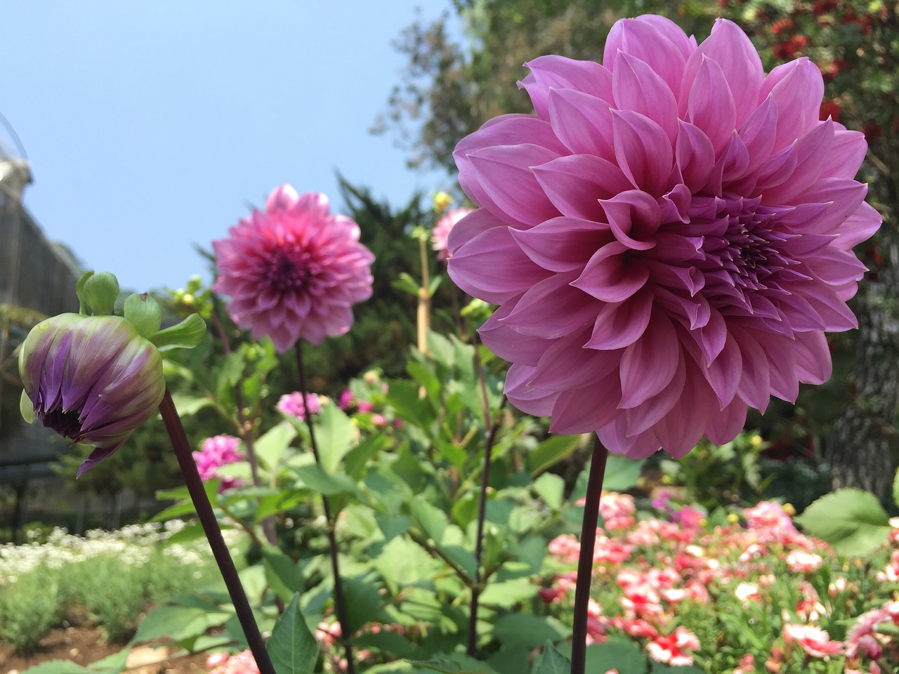 beautiful garden blossom free photo