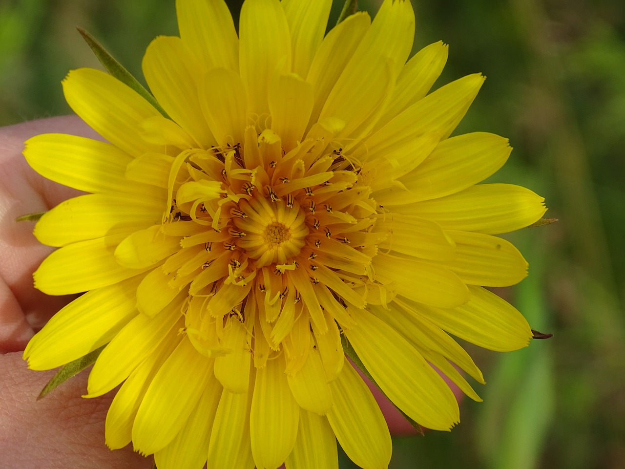 beautiful yellow spring free photo