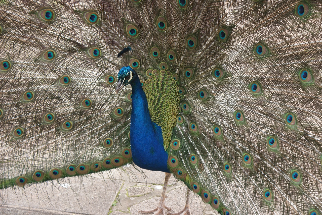 beautiful peacock full free photo