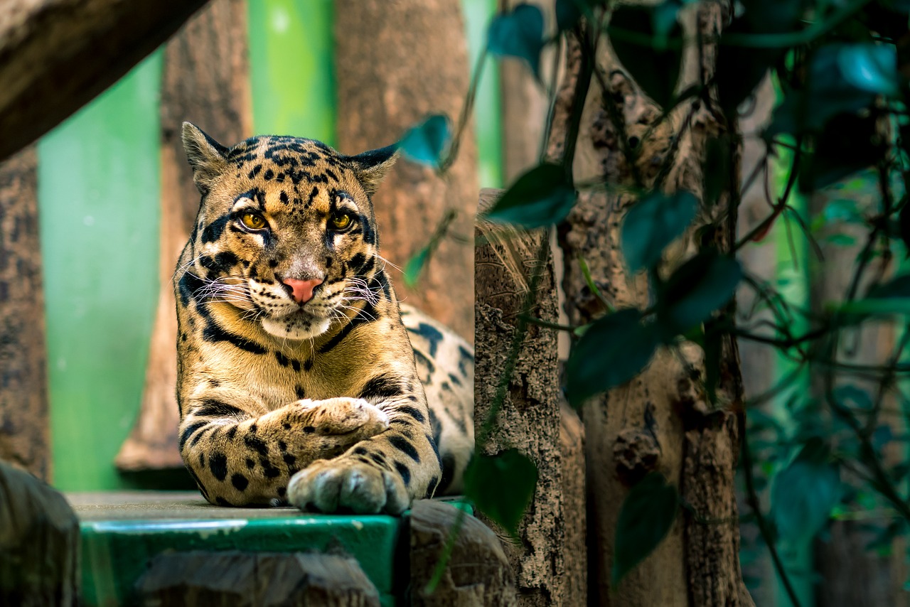 beautiful clouded leopard free photo