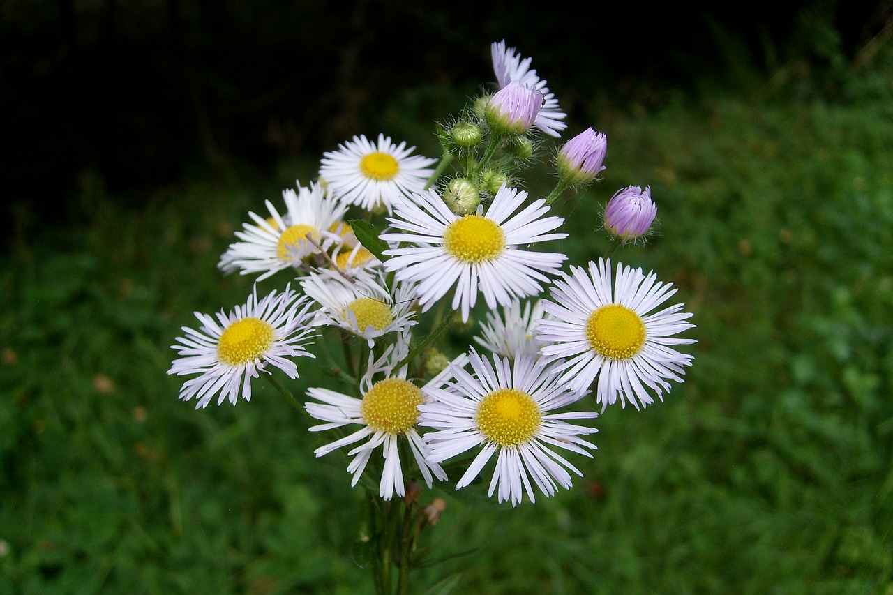 beautiful bouquet of flowers nature free photo