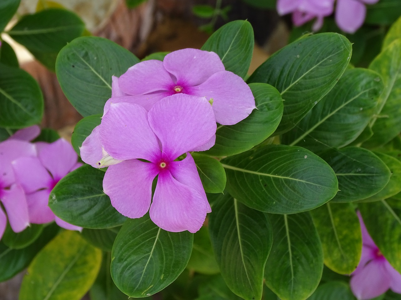 beautiful flowers soft free photo