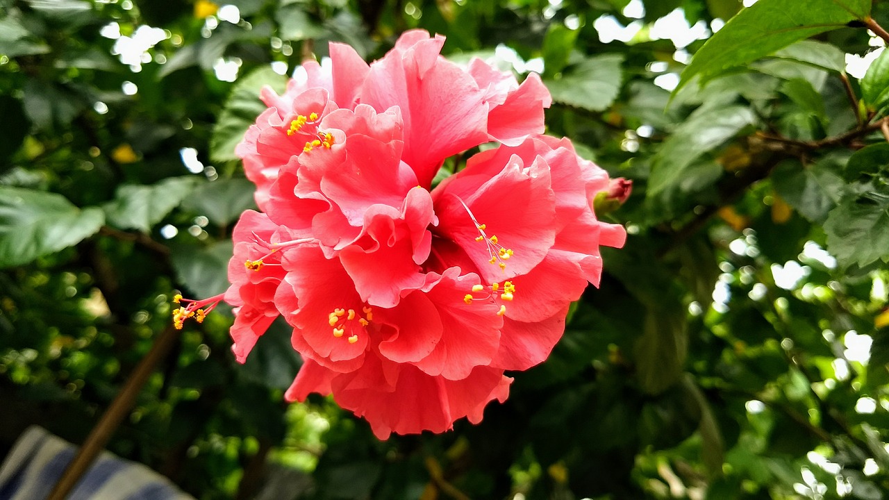 beautiful red hibiscus free photo