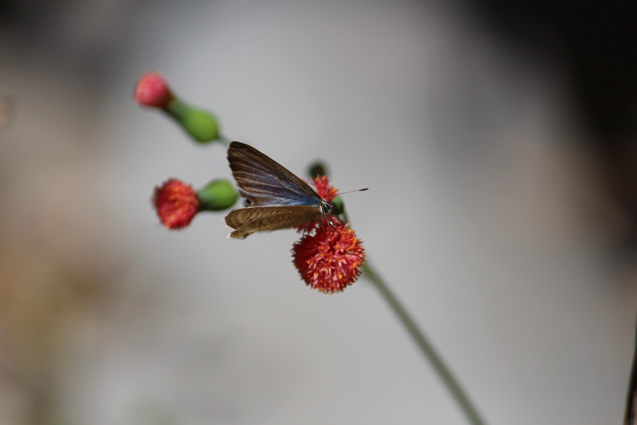 beautiful red flowers free photo