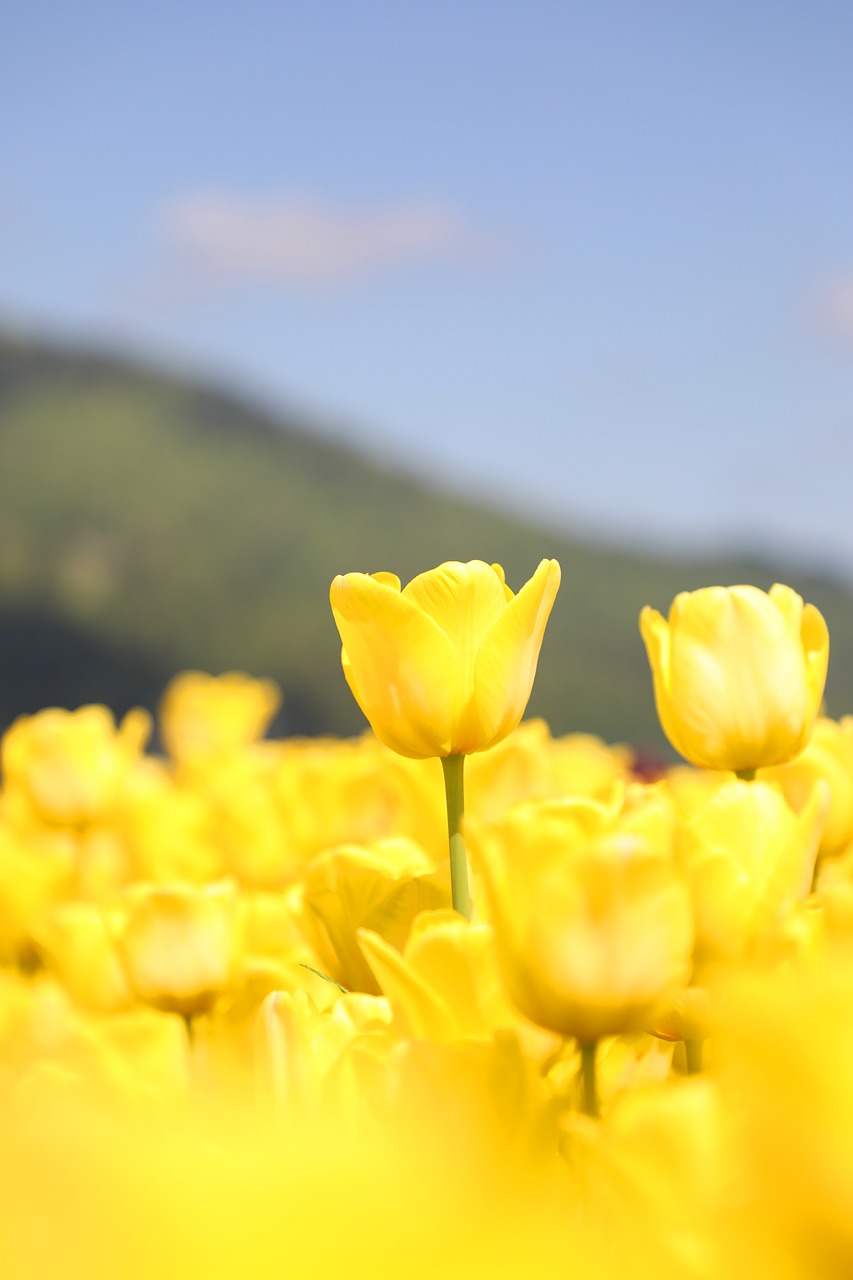 beautiful  flowers and plants  spring free photo