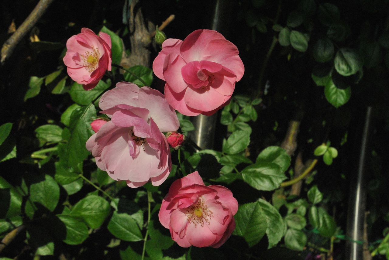 beautiful  rose  pink free photo