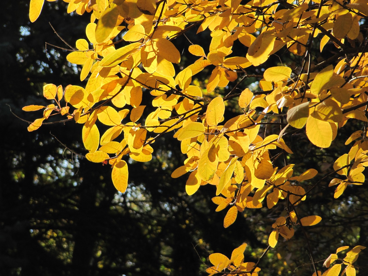 beautiful autumn yellow free photo