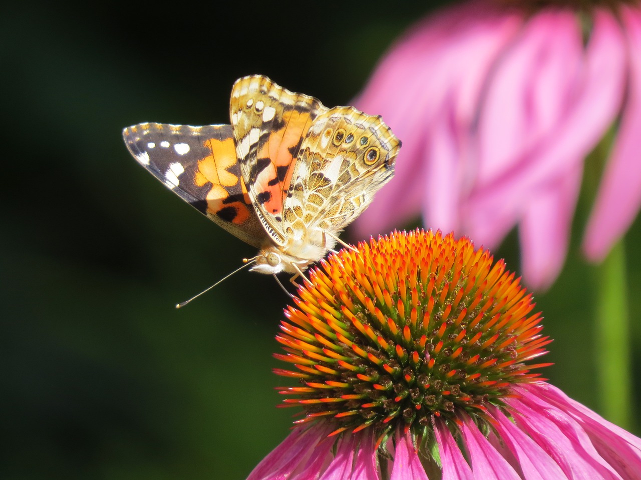 beautiful  butterfly  flower free photo