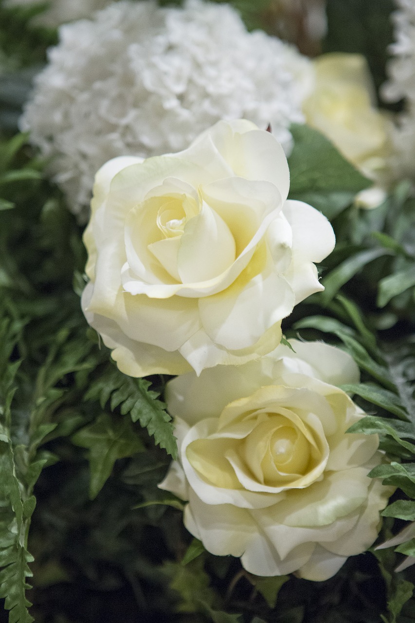 beautiful  white  roses free photo