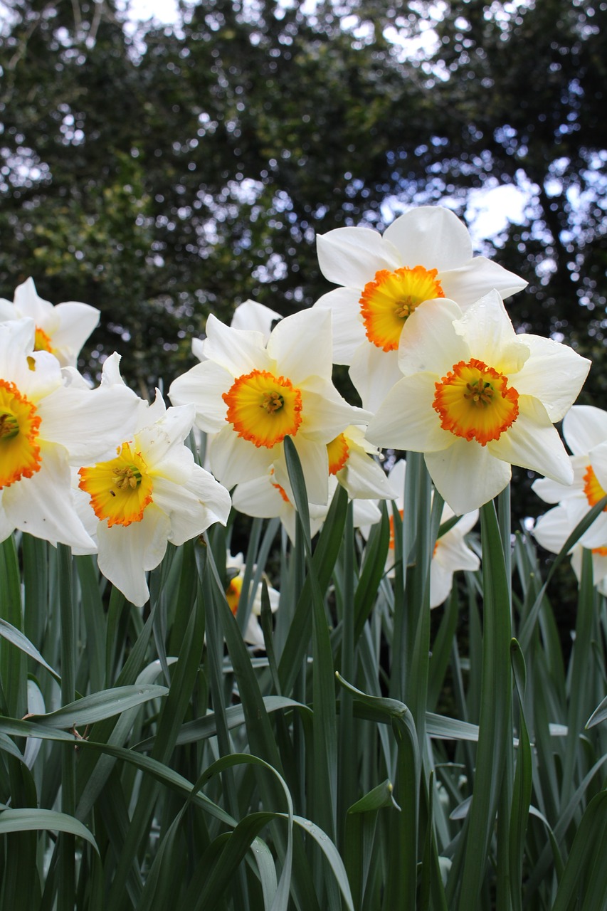 beautiful  flowers  natural free photo