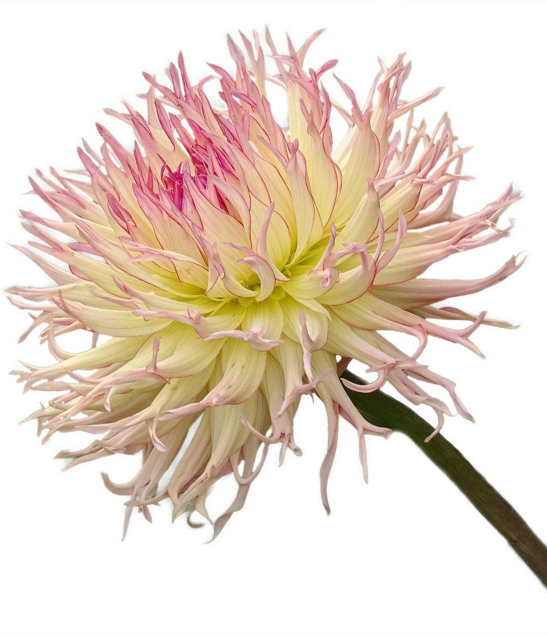 beautiful  dahlia  cactus free photo