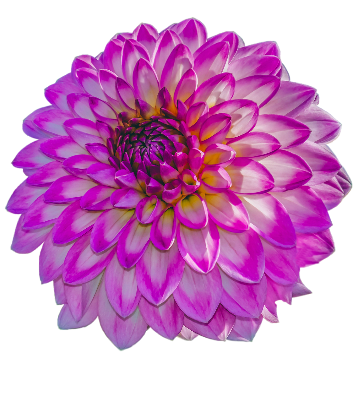 beautiful  plant  dahlia free photo