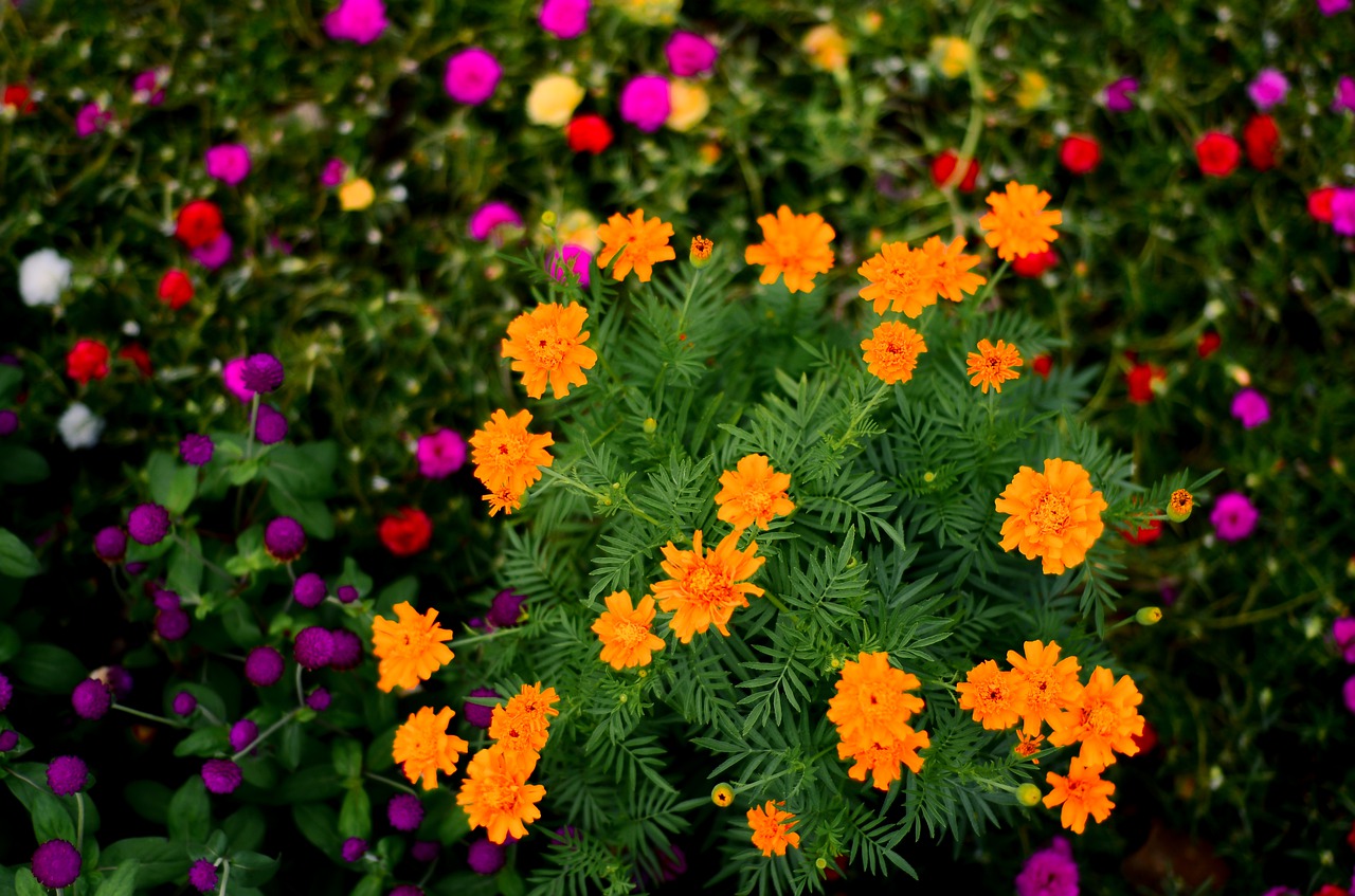 beautiful  flower  garden free photo