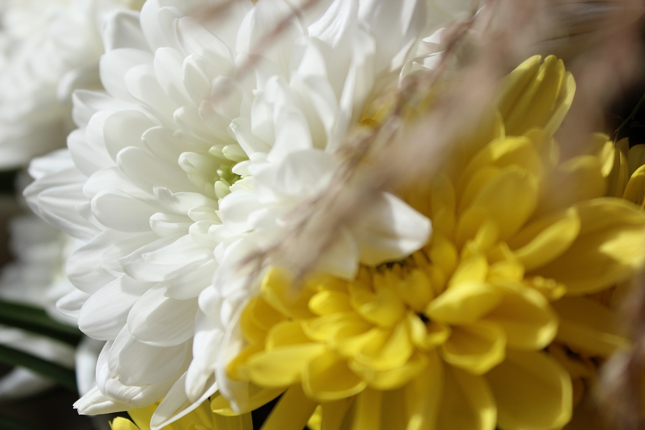 beautiful cheerful flowers free photo